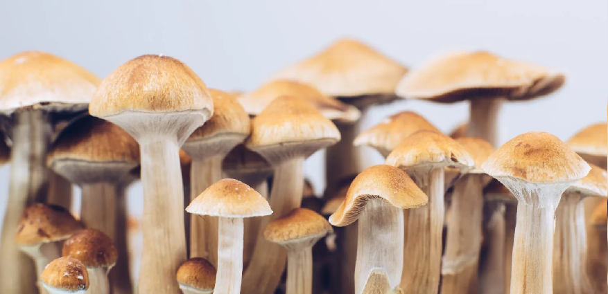 And Cultural Significance of Magic Mushrooms